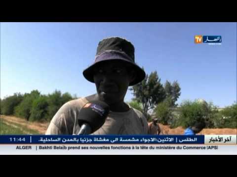 شاهد الاستعانة بالأفارقة لجني المحاصيل في ولاية تلمسان