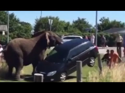 شاهد فيل يهاجم عددًا من السياح ويحطم سياراتهم