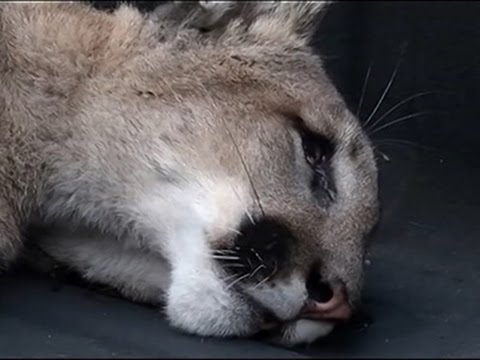 بالفيديو ضبط حيوان أسد الجبل في سان ماتيو