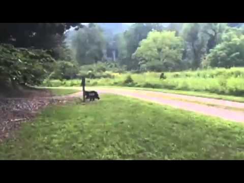 شاهد سائح يعثر على كائن غريب يتجول كالبشر