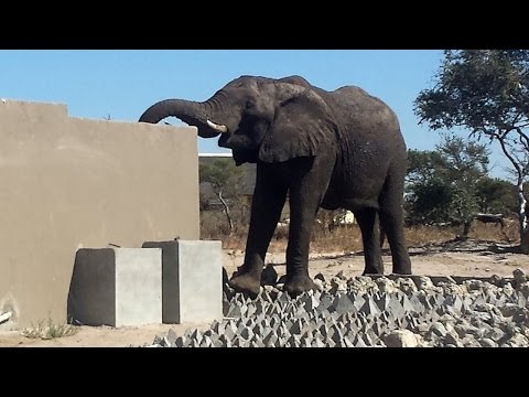 شاهد فيل أفريقي مدمن شرب ماء المرحاض