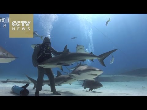 شاهد سيدة تستطيع تنويم أسماك القرش مغناطيسيا