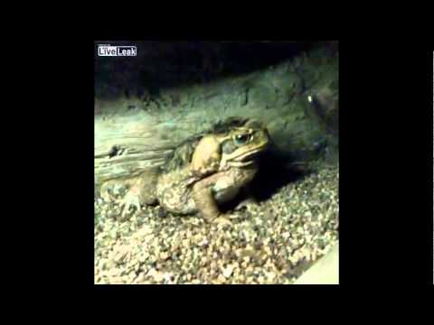 ضفدعة ضخمة تبتلع فأرًا مرة واحدة