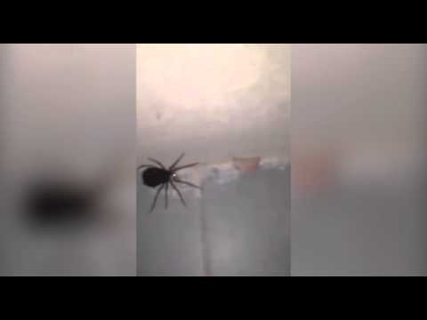 لحظة انفجار أنثى عنكبوت وخروج مئات الصغار