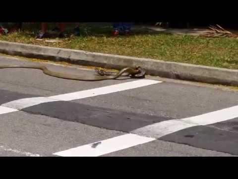 شاهد مصارعة حرة بين ثعبانين داخل حرم جامعي في سنغافورة