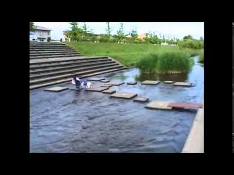 فيديو طريف لقرد وكلب يعبران نهرا