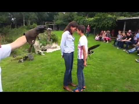 بالفيديو صقر يمر بطريقة احترافية بين شخصين