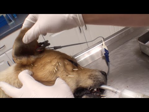 عملية إنقاذ كلب من قنفذ هاجم وجهه