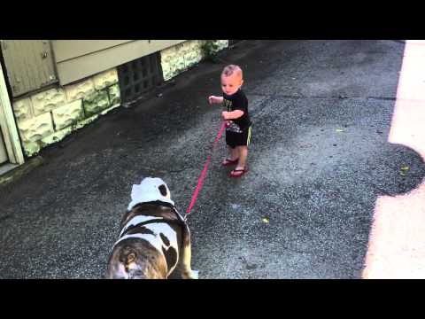 شاهد طفل حاول تحريك بولدوغ