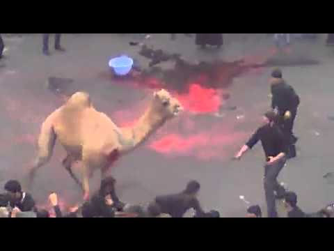 بالفيديو هروب جمل أثناء ذبحه