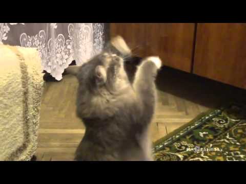 قط يرقص على أغانى صاحبته