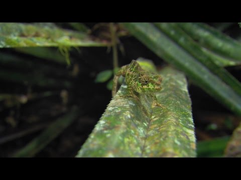 أسرار وأسلحة الحرباء في صيد فرائسها