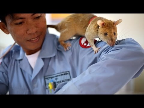 شاهد فئران مدربة على اكتشاف الألغام الأرضية