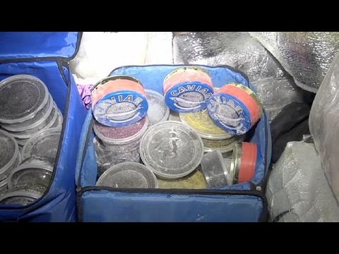 شاهد ضبط نصف طن من الكافيار