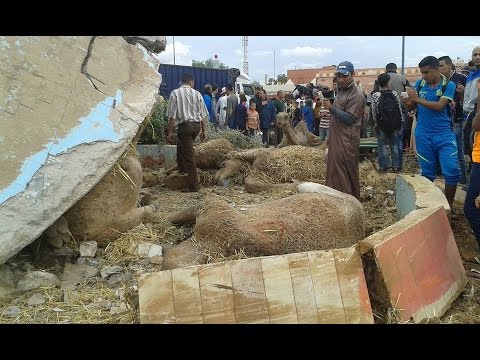 بالفيديو حادث مروع لشحنة إبل في المغرب