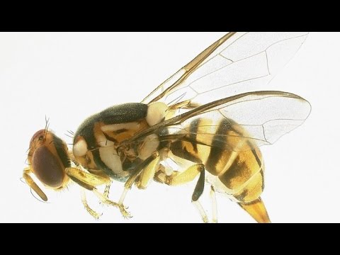 شاهد مزارعو فلوريدا يكافحون أسوأ غزو لمحاصيلهم في تاريخ الولاية