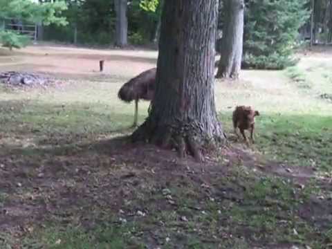 شاهد لعبة مثيرة بين الإيمو والكلب ديزي