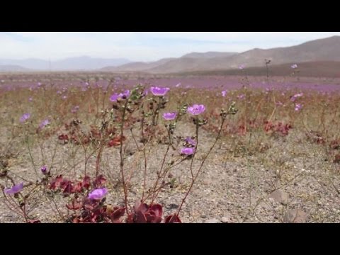 شاهد أيل نينيو المناخية تغطي صحراء أتاكاما التشيلية بالأزهار