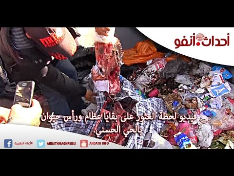 بالفيديو لحظة العثور على بقايا عظام ورأس حيوان في الحي الحسني