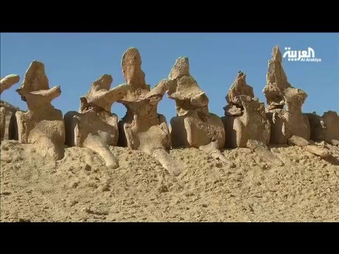 بالفيديو مصر تفتتح أول متحف للحفريات في الشرق الأوسط
