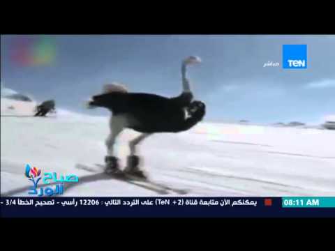 شاهد نعام يتزحلق على الجليد بطريقة رائعة