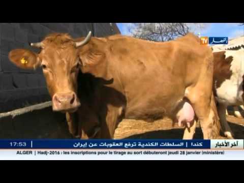 شاهد أخر أخبار قضايا المجتمع الجزائري