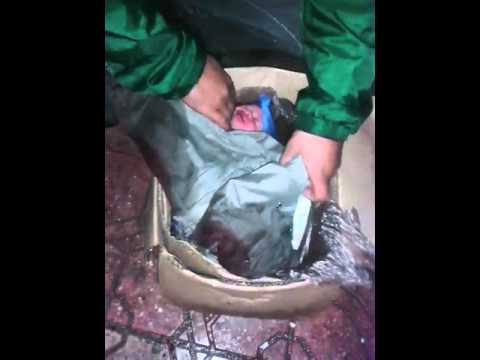 شاهد العثور على رضيع عريان في كارتونة